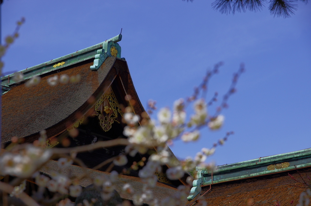 北野天満宮　梅 (8)