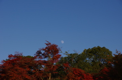 紅葉と月