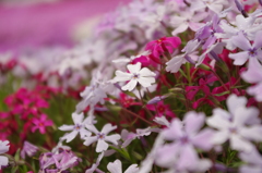 芝桜 (4)