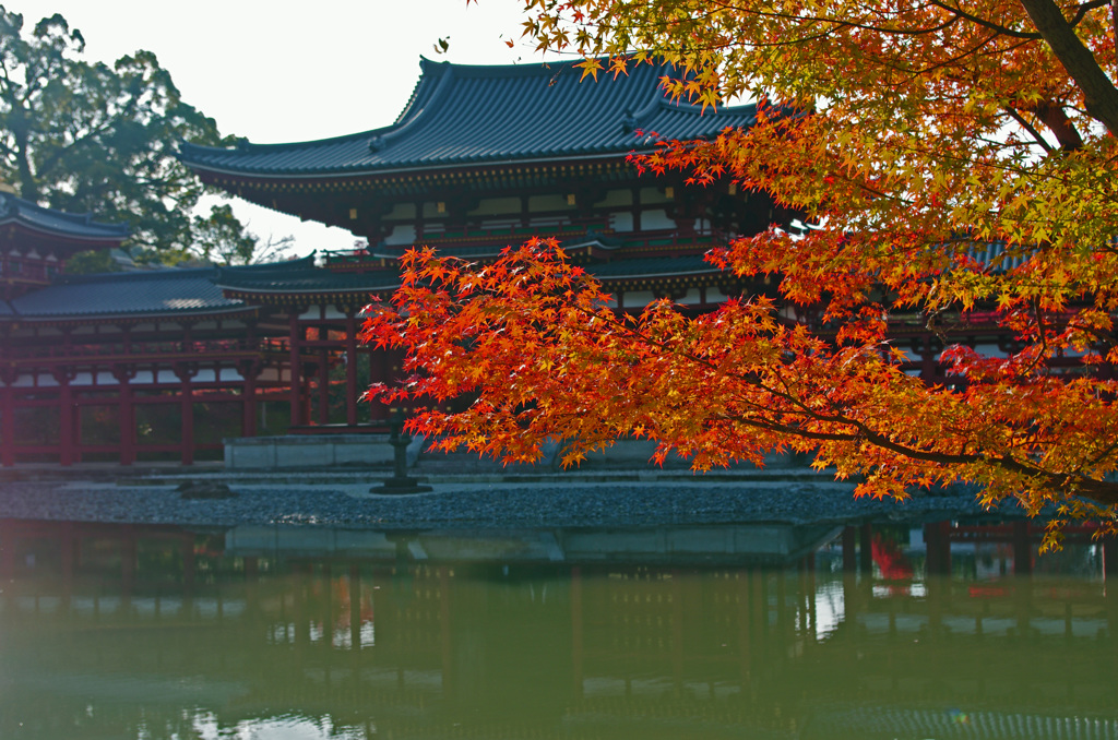 今年最後の紅葉散策　平等院 (5)