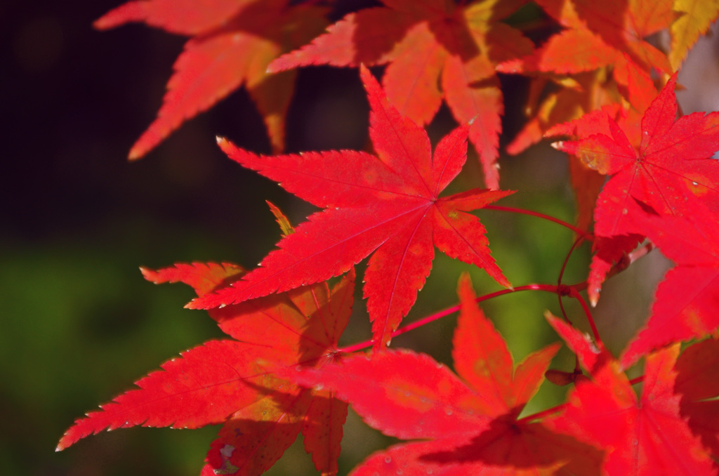 今年最後の紅葉散策　平等院 (1)