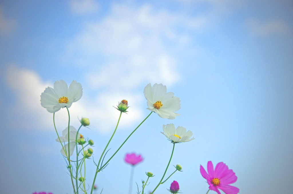秋桜