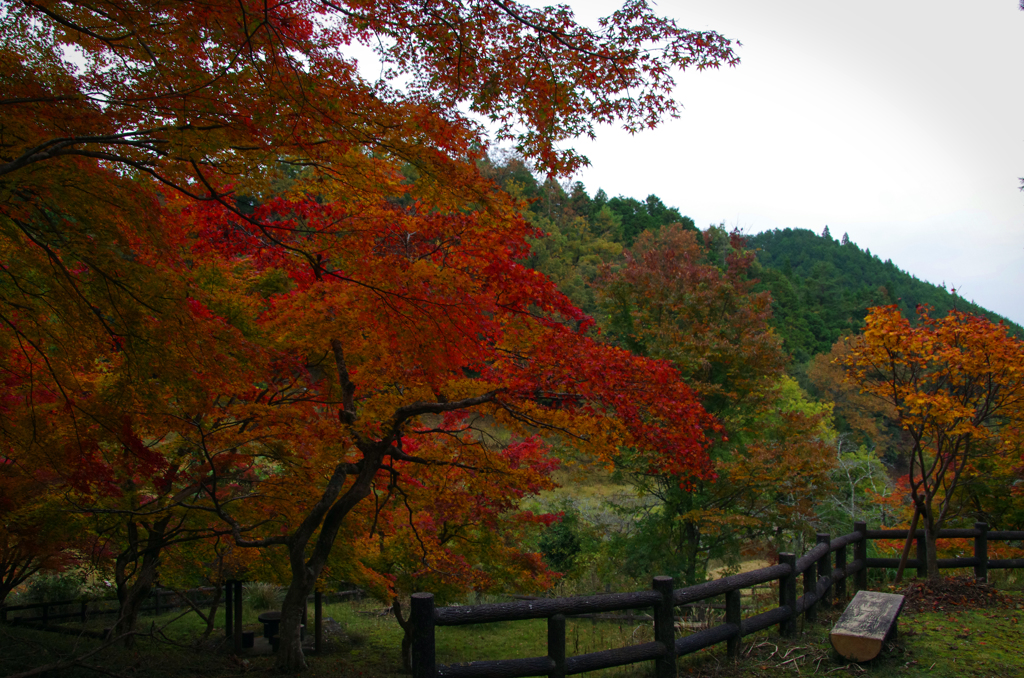 丹波　長安寺 (14)