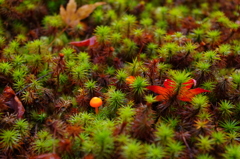 紅葉 (9)