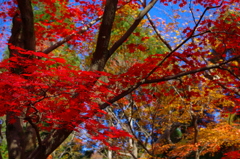 紅葉 (8)