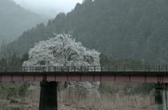 美山、雨桜 (2)