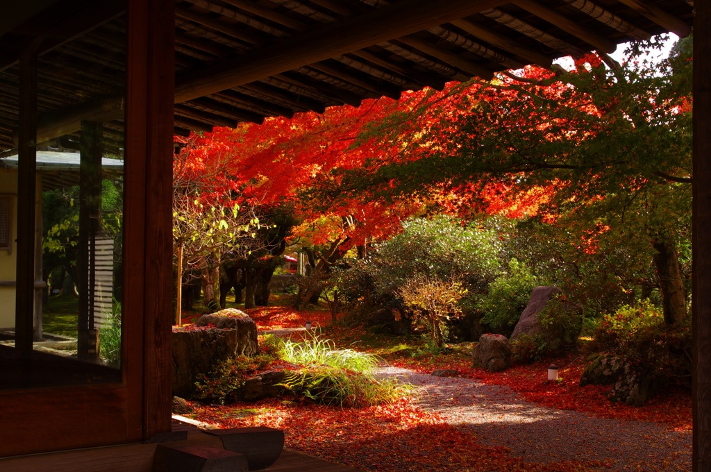 紅葉 (5)