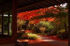 紅葉 (5)