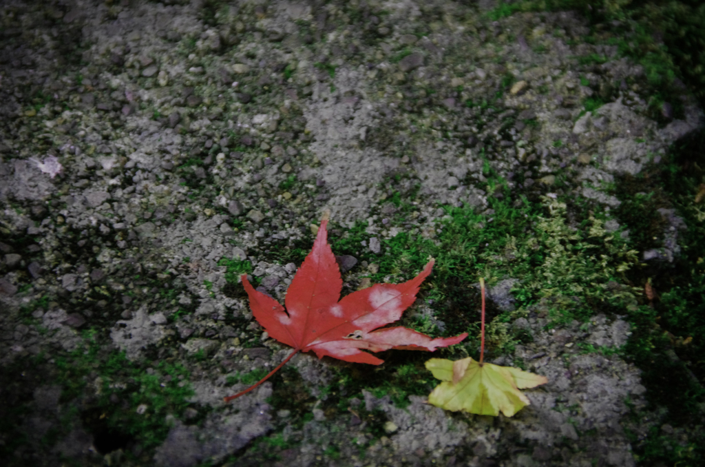 丹波　長安寺 (11)