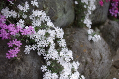 芝桜 (2)