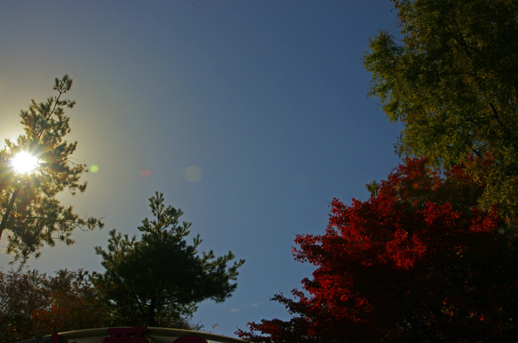 高雄　紅葉（3）