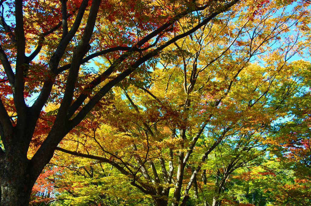 紅葉の始まり