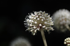 胞子の森？