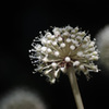 胞子の森？