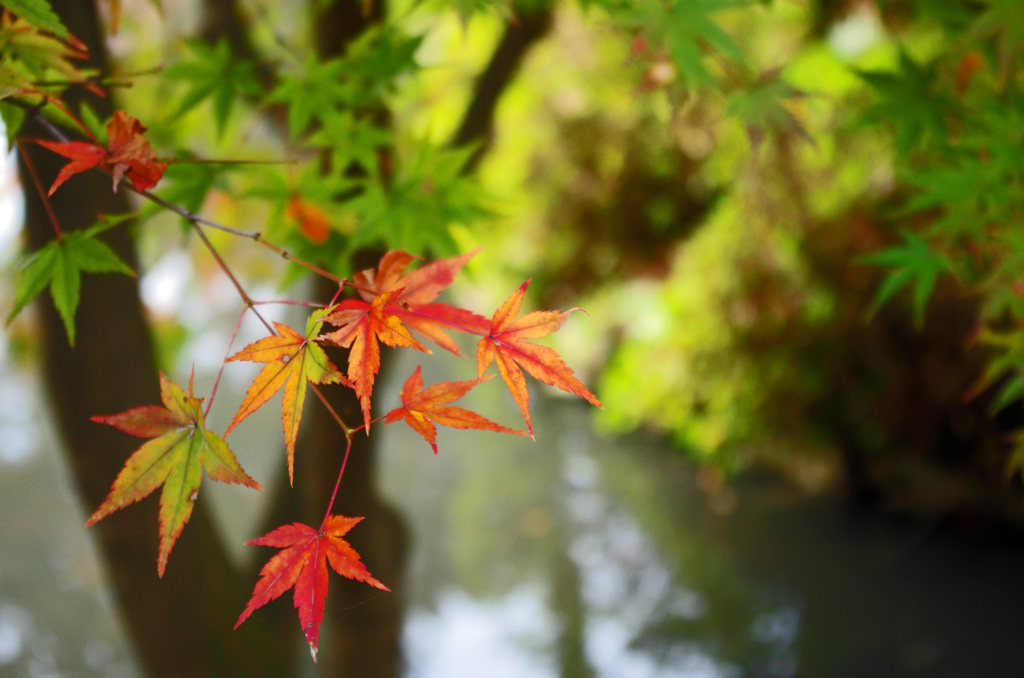 京都植物園　2015秋 (8)