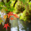 京都植物園　2015秋 (8)