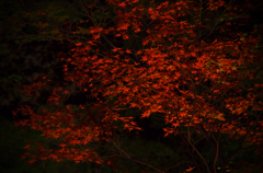 北野天満宮　秋 (6)