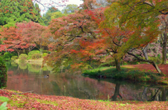 京都植物園　2015秋 (9)