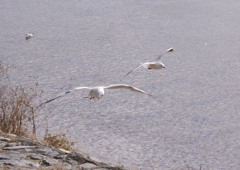 大堰川　水鳥