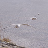大堰川　水鳥