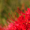 曼珠沙華