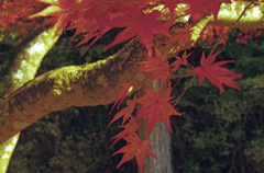 高雄　紅葉（1）