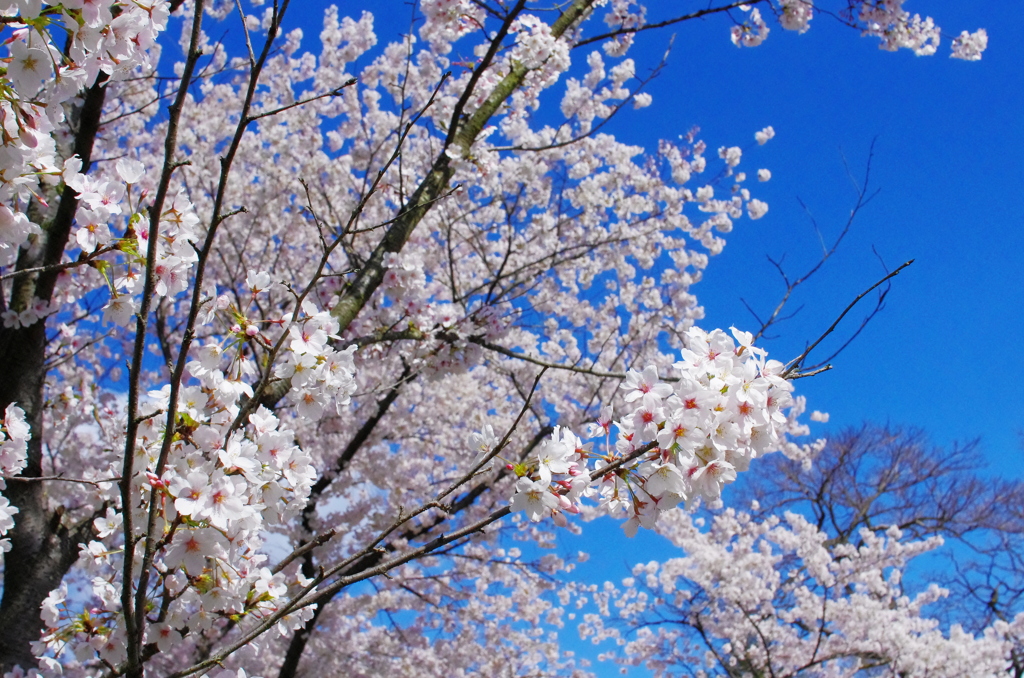 さくら、咲く (1)