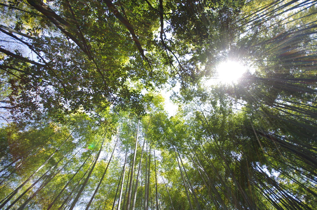 青竹