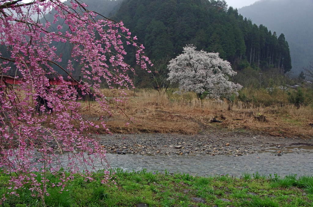 美山、雨桜 (3)
