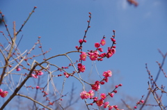 青空に梅、開花