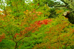もみじ (2)