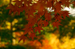 高雄　紅葉（5）