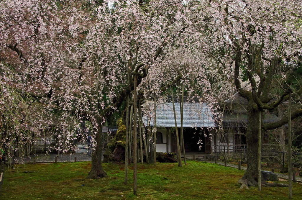 常照皇寺　枝垂桜