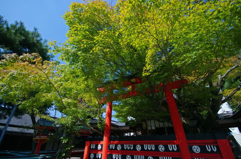 嵯峨野散歩　秋近し車折神社