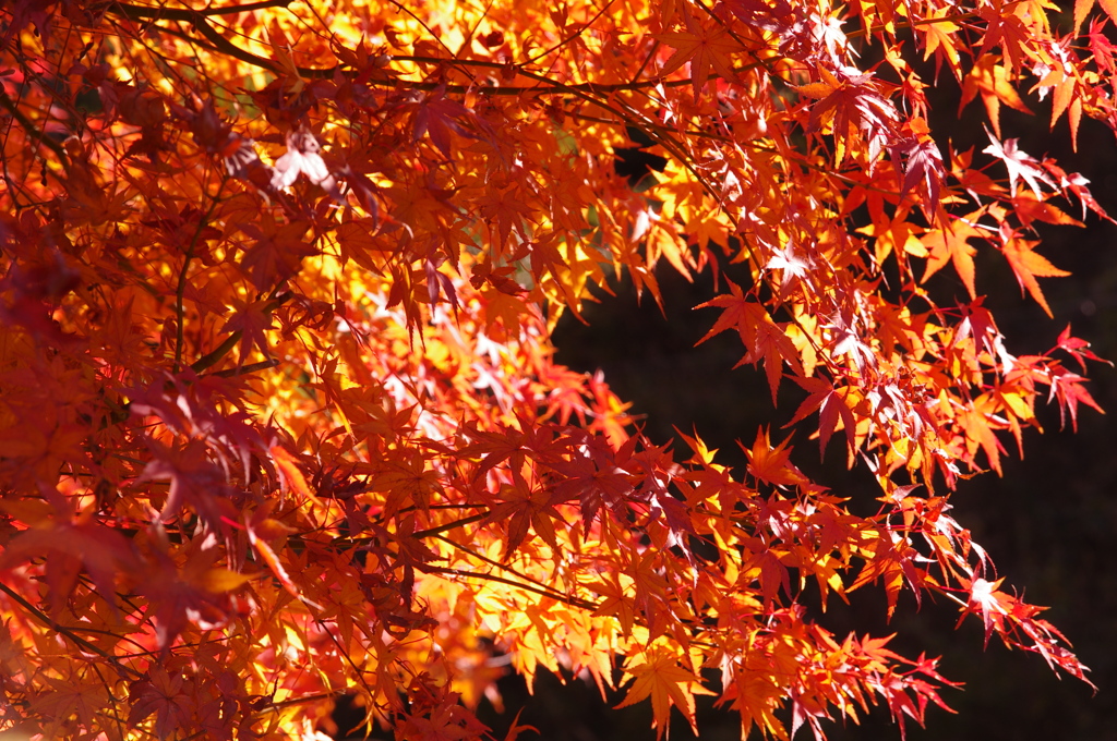 朝陽に紅葉