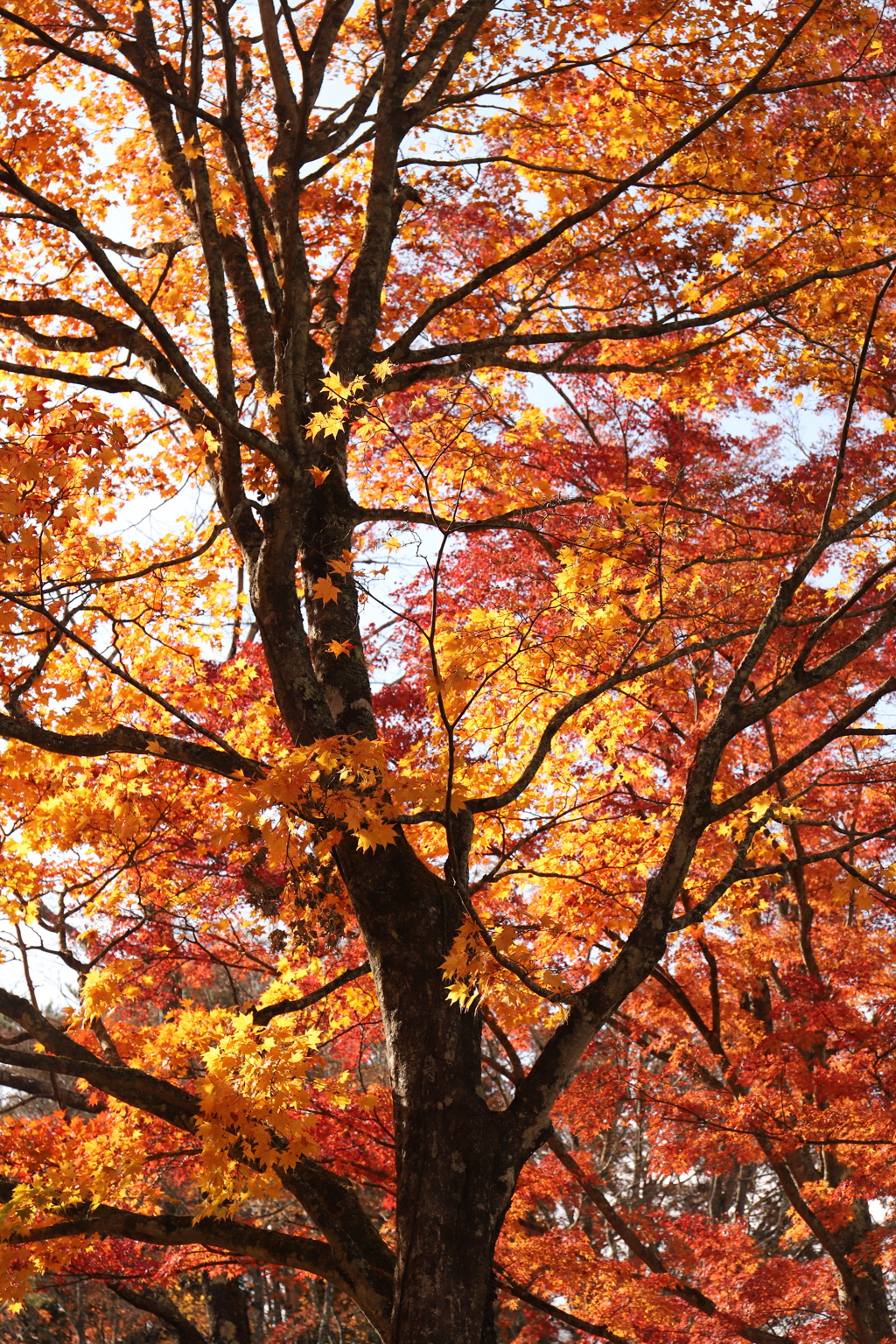 紅葉狩り