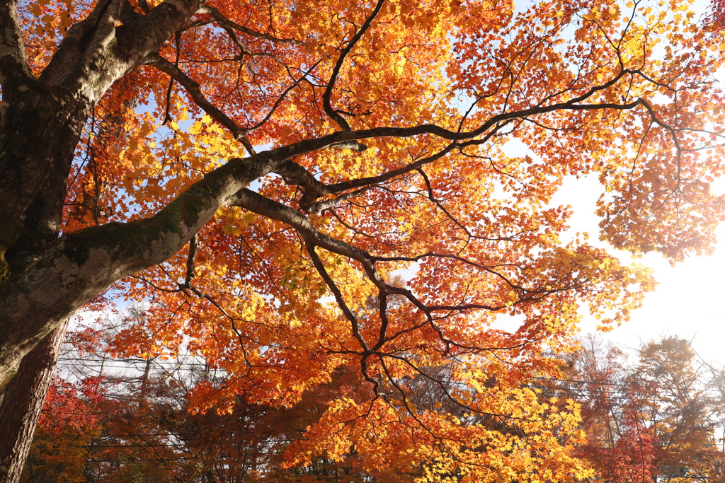 陽に輝く紅葉