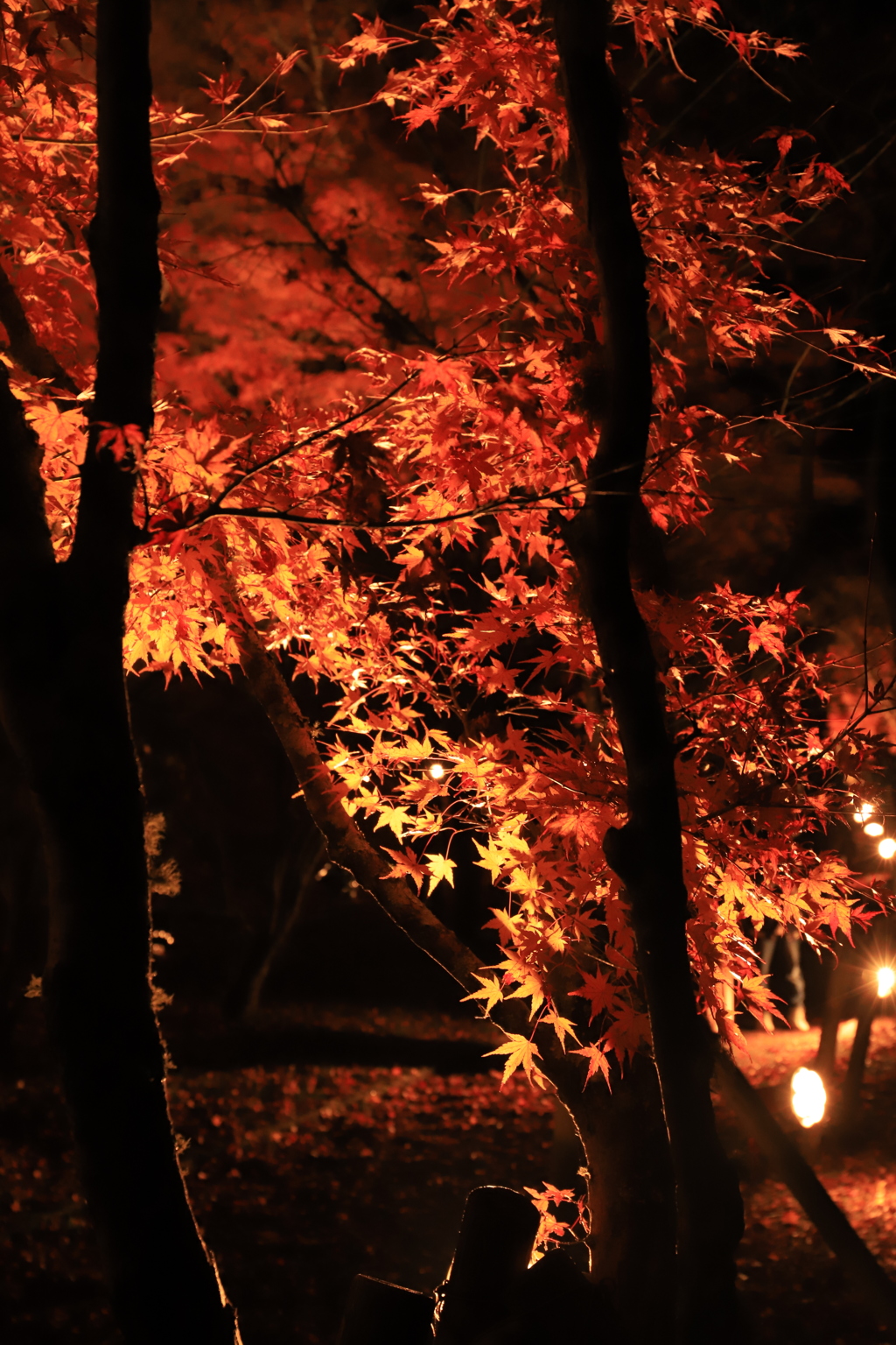 夜の紅葉狩り