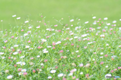 春ほんわか花畑