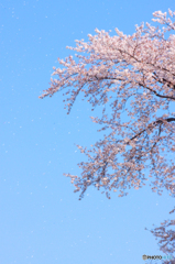 桜の木