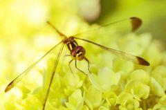 Life of a dragonfly   