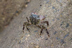 防波堤のカニさん
