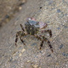 防波堤のカニさん