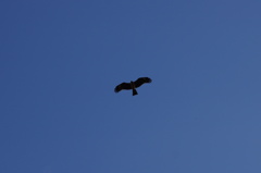 とんびは空高く
