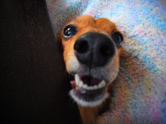 はさまれたーーー