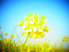 菜の花