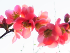 かわいい花
