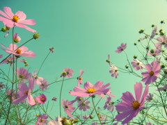 近所のコスモス