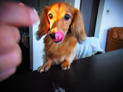 はやく食べたい