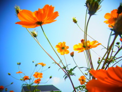 オレンジバージョン